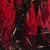 ケイトウの写真